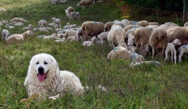 pourquoi les grands chiens patous seront-ils en vedette ?