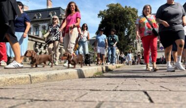 500 propriétaires de teckels promènent leur chien pour une grande parade