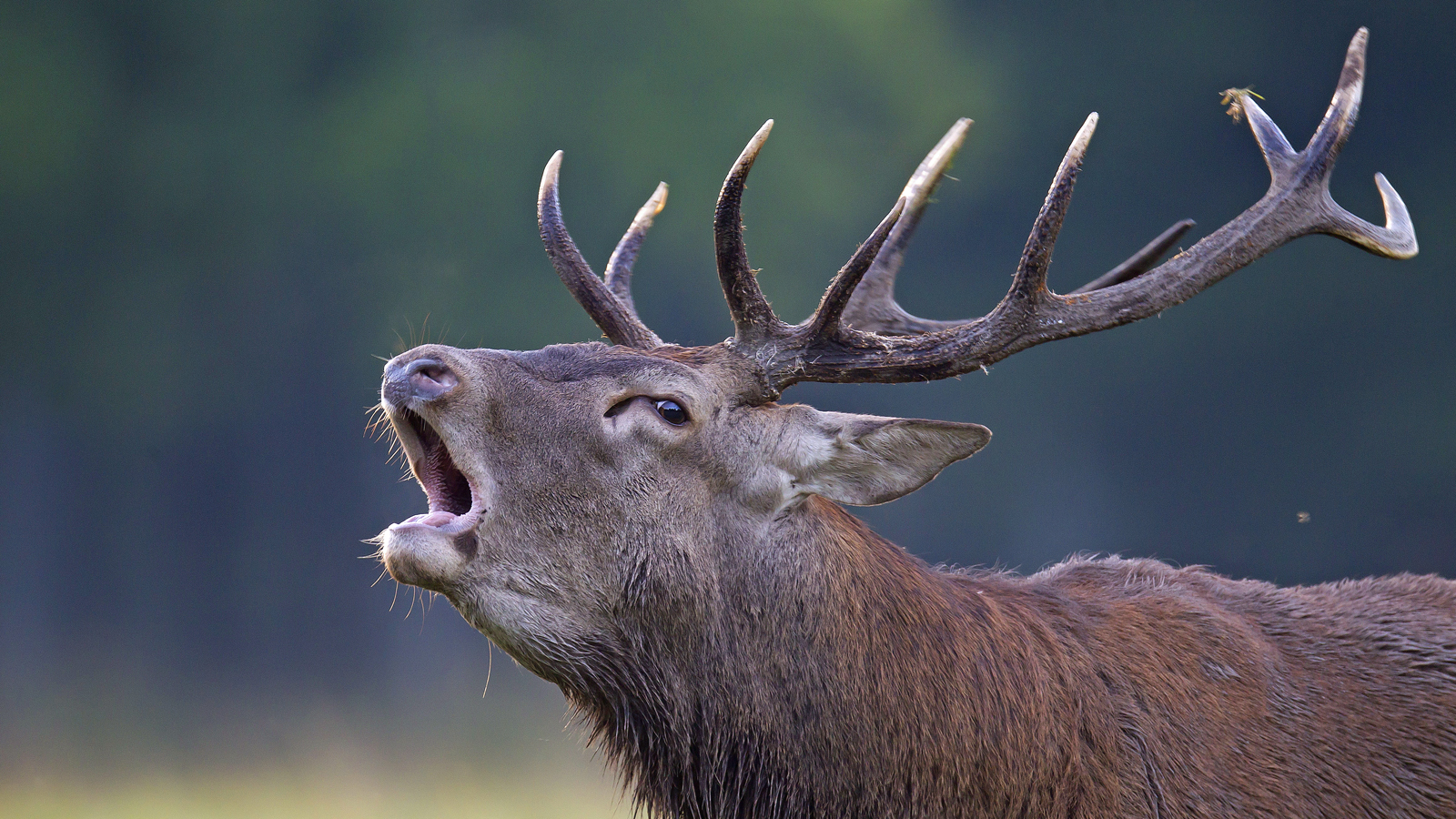 Le brame du cerf : vivre le sauvage derrière l’écran dés ce soir