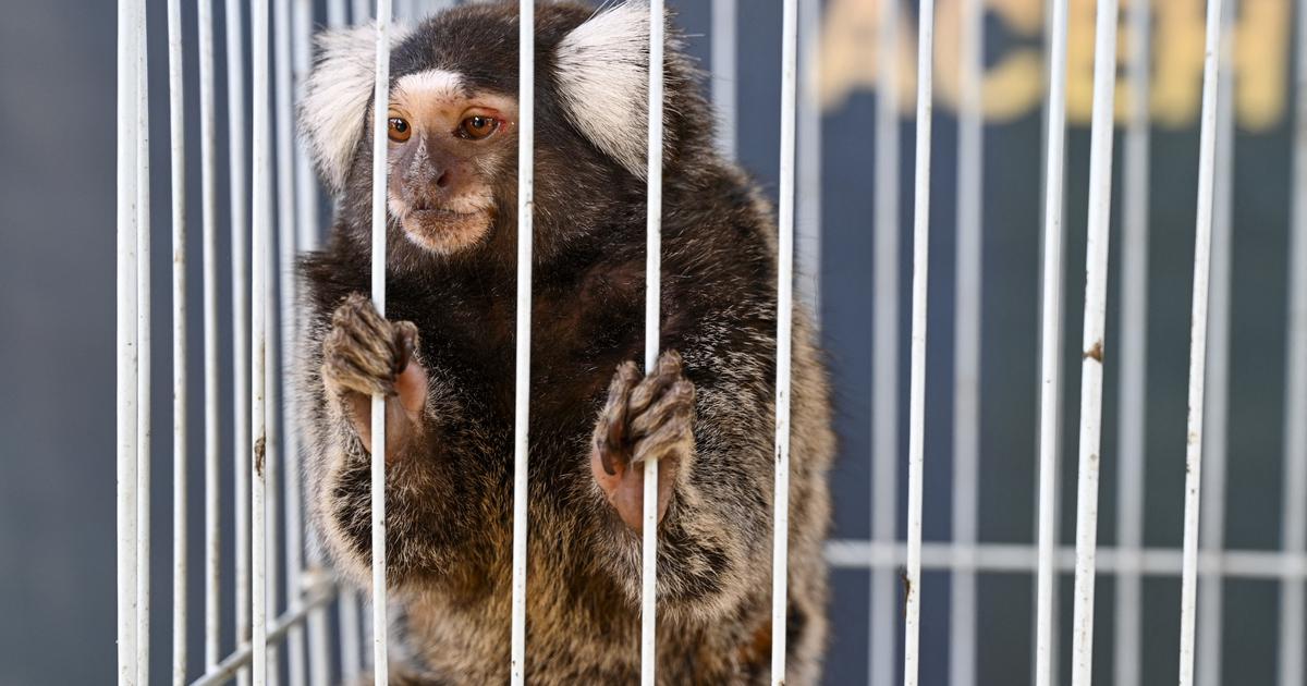 12 singes de laboratoire dans la nature après une intrusion dans un centre de recherche