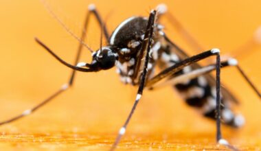 Dengue, chikungunya, Zika... Quelle est l’efficacité des techniques de lâchers de moustiques modifiés ?
