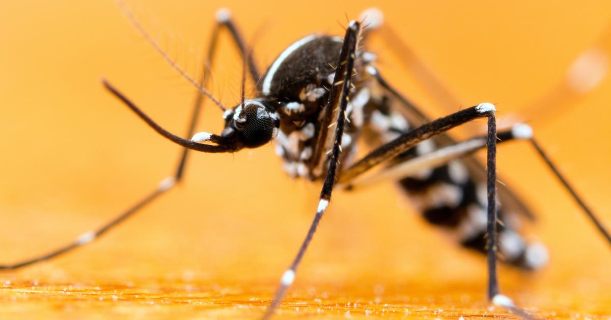 Dengue, chikungunya, Zika... Quelle est l’efficacité des techniques de lâchers de moustiques modifiés ?