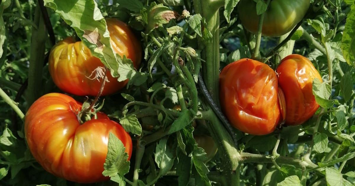 près de Bordeaux, les maraîchers fragilisés par une canicule historique