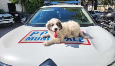 Un chiot, qui vivait au milieu des détritus dans un camp de Roms à Marseille, sauvé après un signalement
