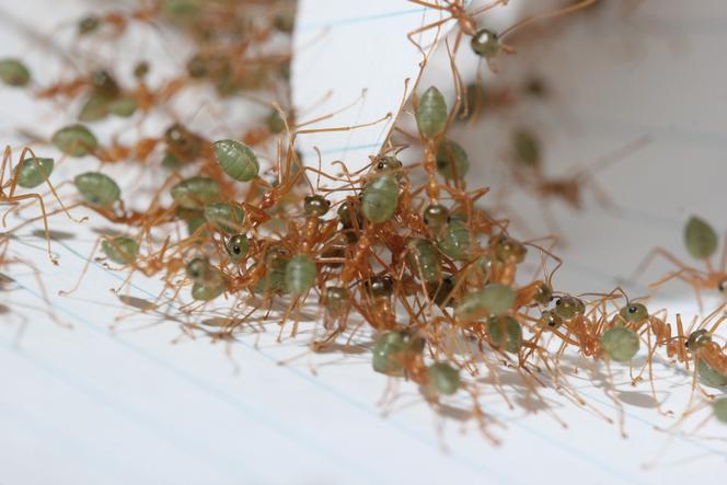A l’université Macquarie, en Australie, des fourmis tisserandes commencent à plier une feuille de papier.
