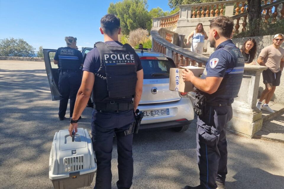 La police municipale a saisi les volatiles avant de les confier à l'association.