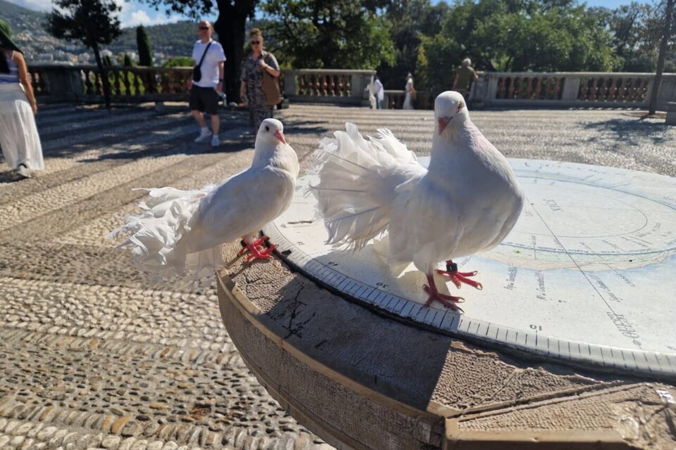 Les pigeons étaient détenus dans de très mauvaises conditions, selon les constatations de Stéphane Lamart.
