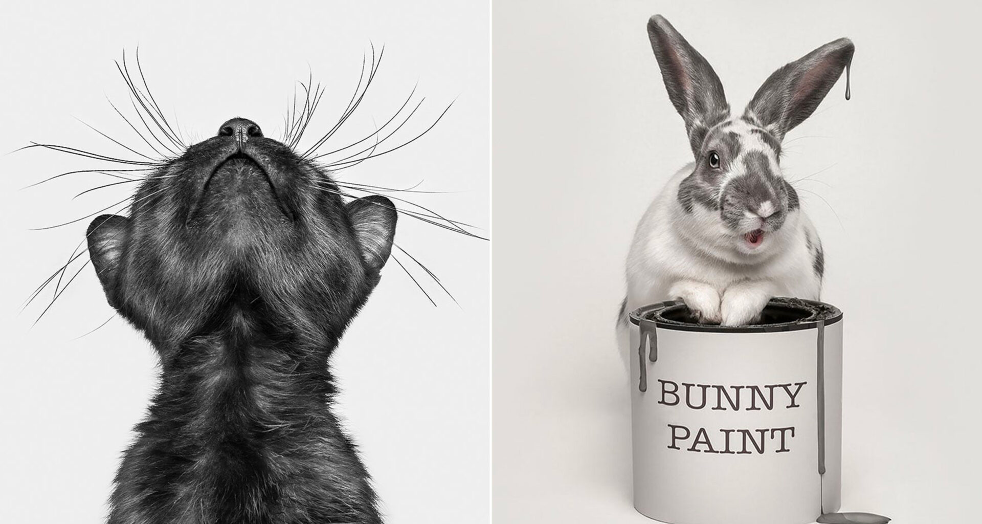 Les plus belles photos d'animaux 2025 selon l'International Pet Photography Awards