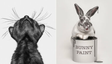 Les plus belles photos d'animaux 2025 selon l'International Pet Photography Awards