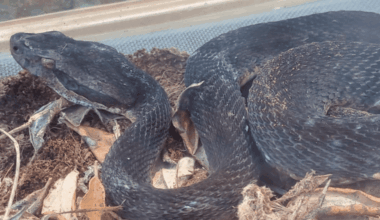 Une ferme à serpents au Gros-Morne pour mieux connaître le seul serpent venimeux de la Martinique