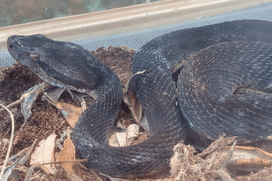 Une ferme à serpents au Gros-Morne pour mieux connaître le seul serpent venimeux de la Martinique