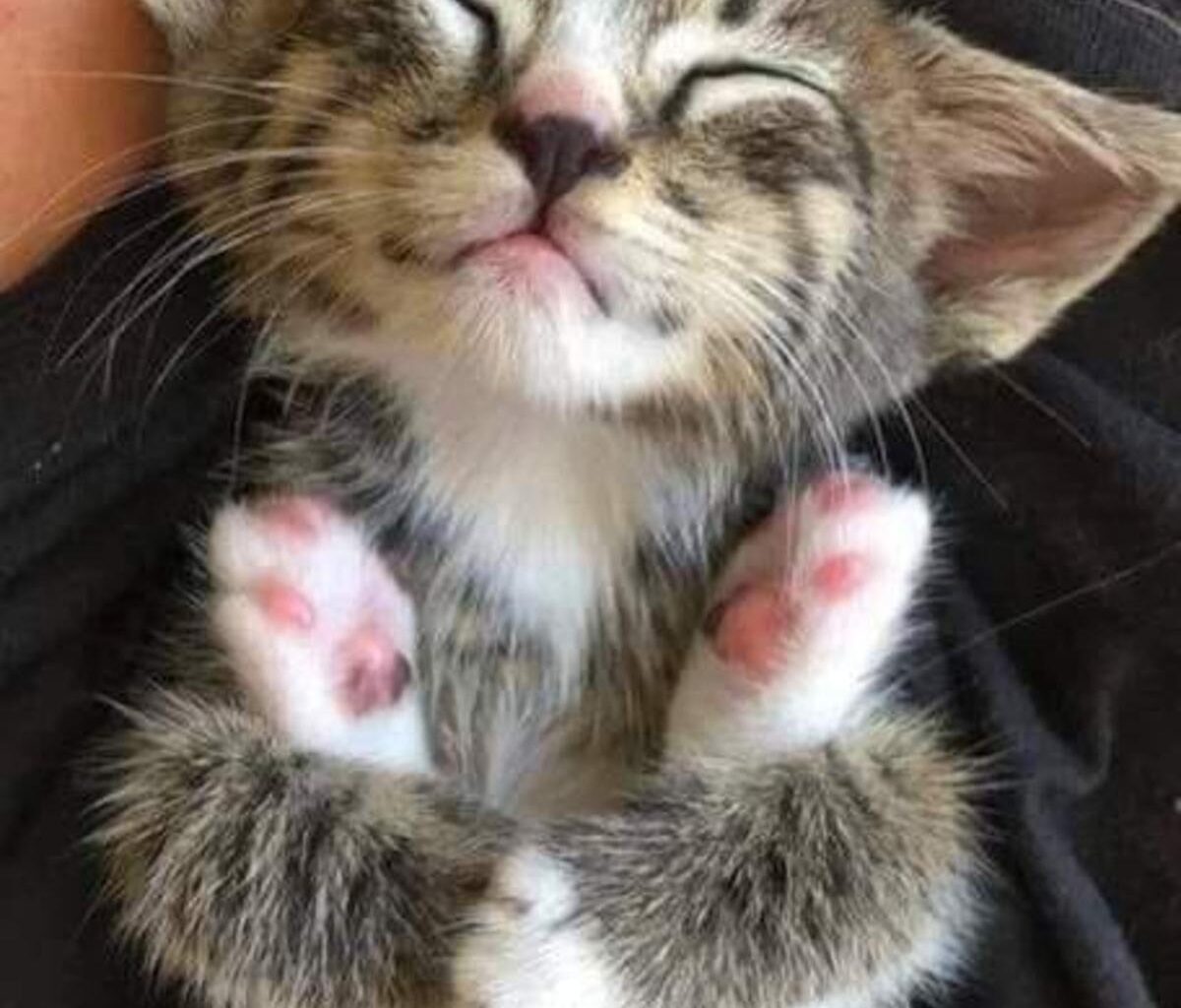 l’association BiscaChats lance un appel d’urgence à l’adoption