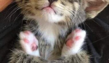 l’association BiscaChats lance un appel d’urgence à l’adoption