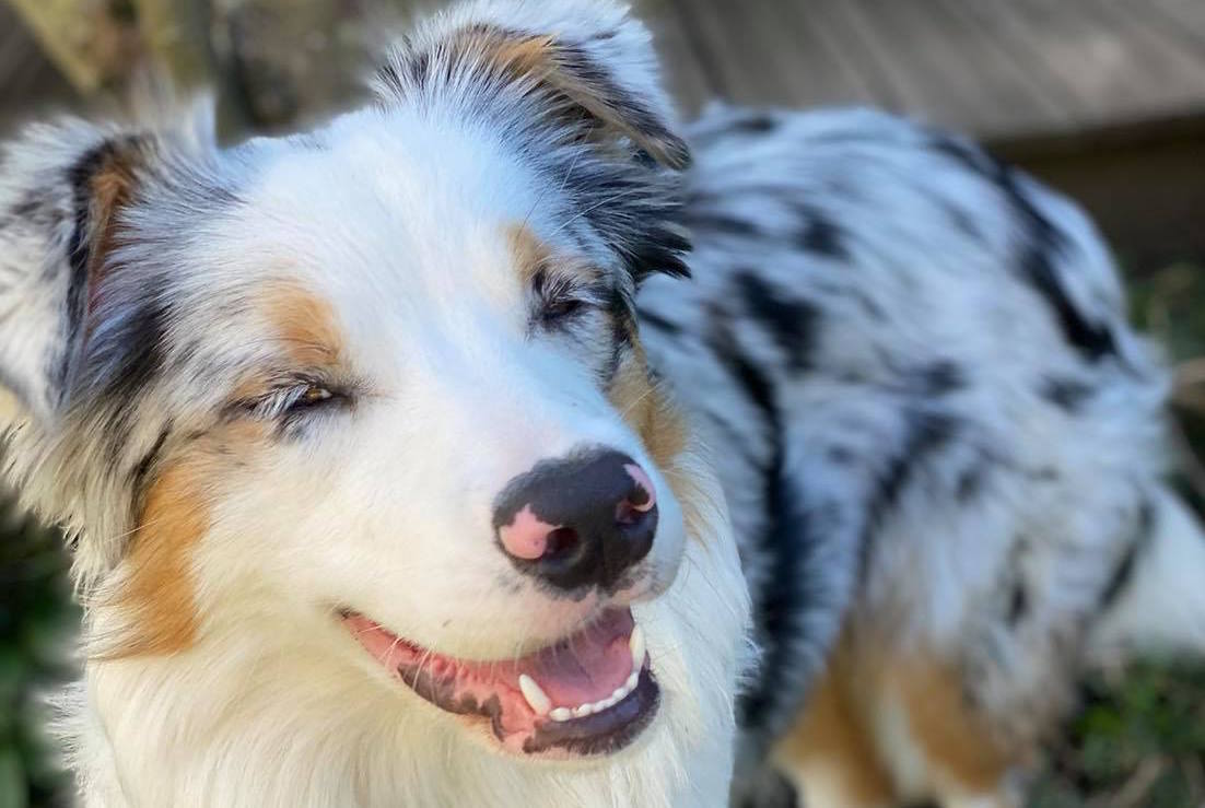 covidog chiens coronavirus pokaa 3