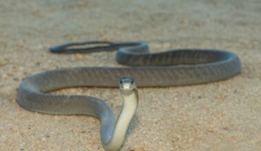 Le serpent au venin le plus toxique au monde vit… loin des humains