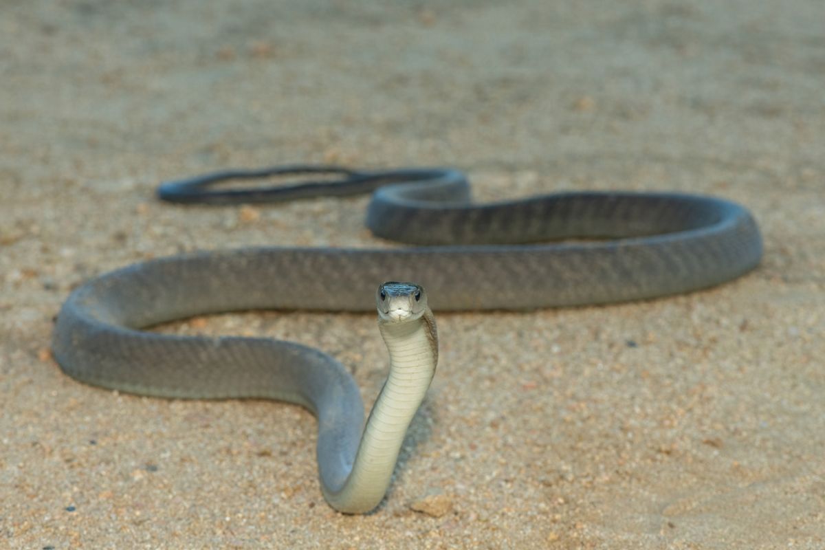 Le serpent au venin le plus toxique au monde vit… loin des humains