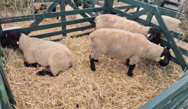 compter les moutons par drone et IA sans s’endormir