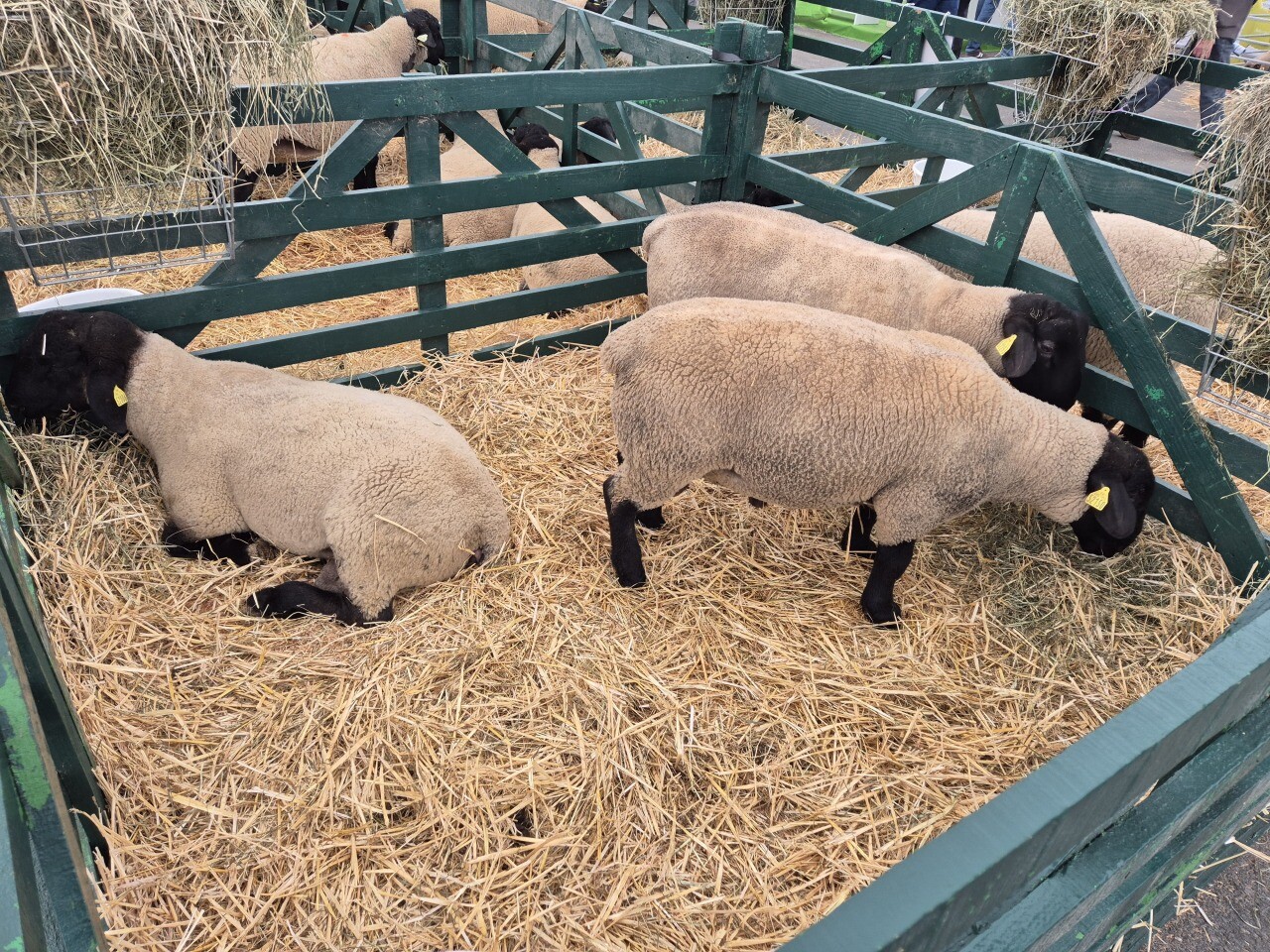 compter les moutons par drone et IA sans s’endormir