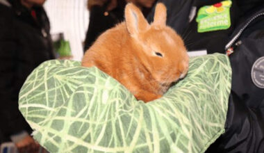 Des animaux au CHRU de Nancy (photo chambre d