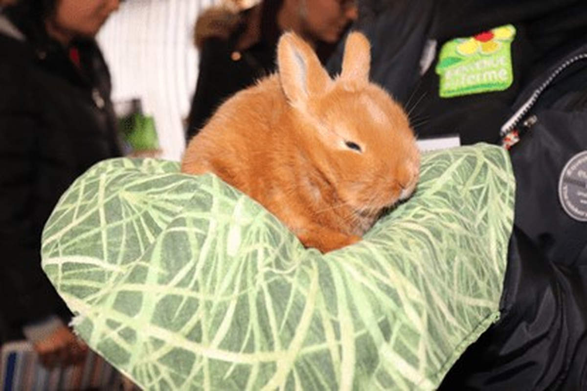 Des animaux au CHRU de Nancy (photo chambre d