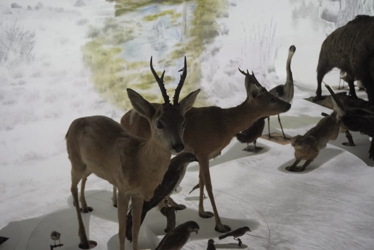 Musée zoologique