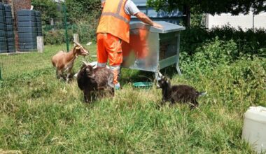 Près de Rouen, des chèvres à la rescousse d'une commune envahie par une plante invasive