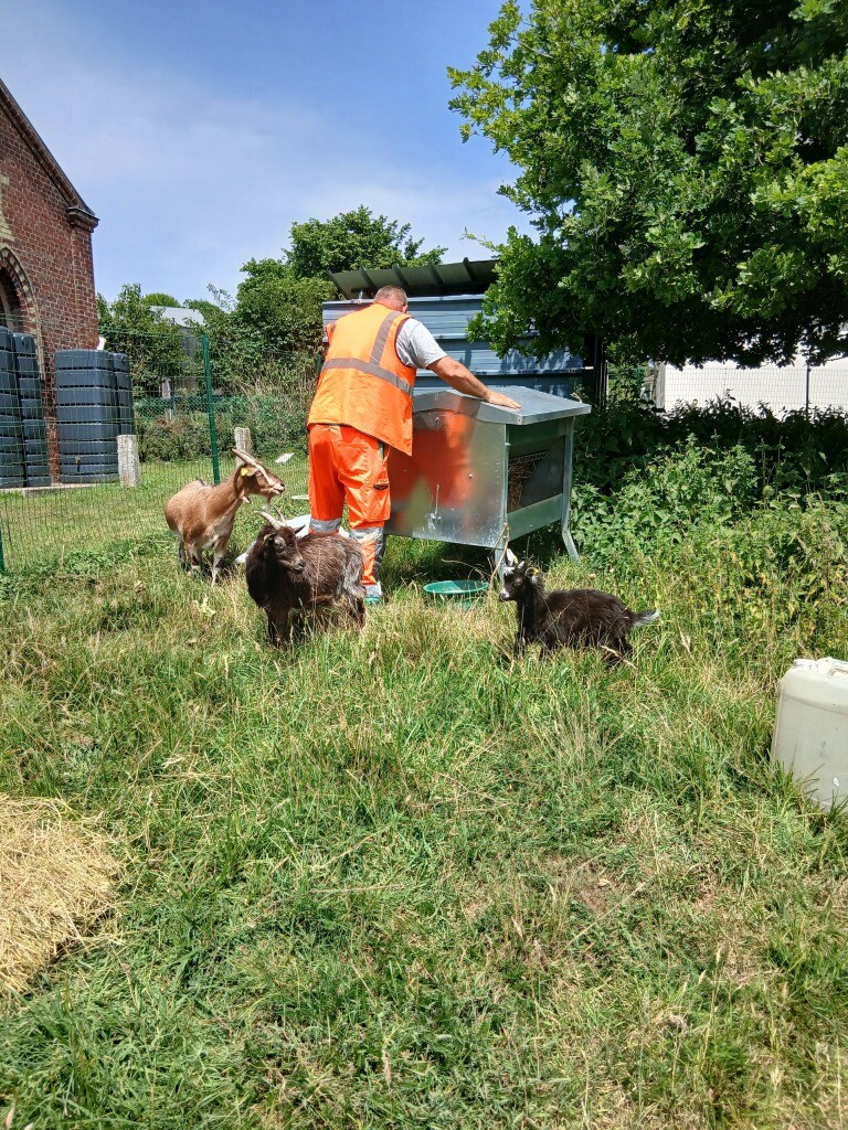 Près de Rouen, des chèvres à la rescousse d'une commune envahie par une plante invasive