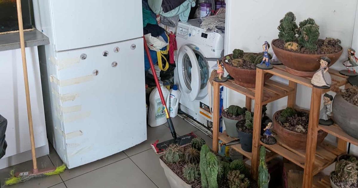 Près de Nice, 28 chats découverts dans le congélateur d’une villa