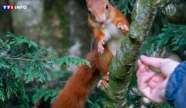"Il a essayé d'atteindre mon visage" : des attaques d'écureuil inquiètent aux États-Unis
