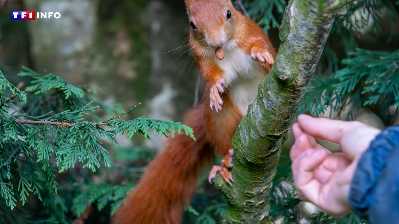"Il a essayé d'atteindre mon visage" : des attaques d'écureuil inquiètent aux États-Unis