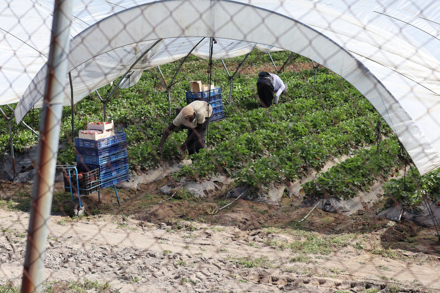 Agriculture : comment la PAC finance l’exploitation des travailleurs dans l’Union européenne