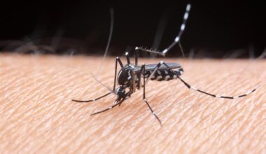 Dengue, chikungunya, Zika et virus du Nil occidental : quels sont les symptômes ?