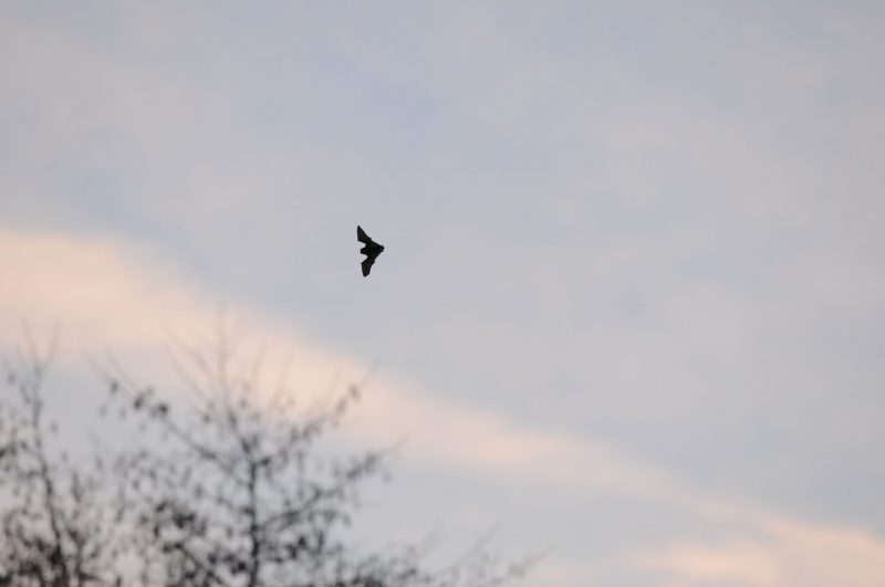 chauve-souris