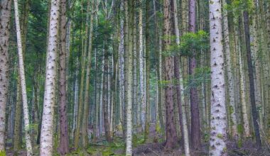 La forêt hyperconnectée au cœur des alliances invisibles