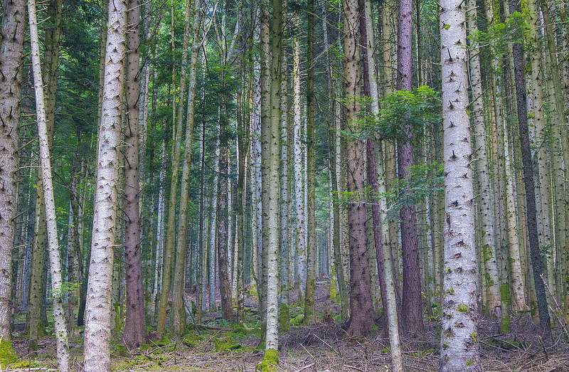 La forêt hyperconnectée au cœur des alliances invisibles