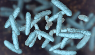 bactéries microbiote intestinal