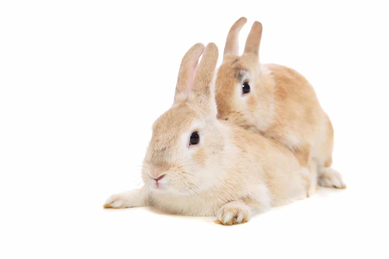 lapins