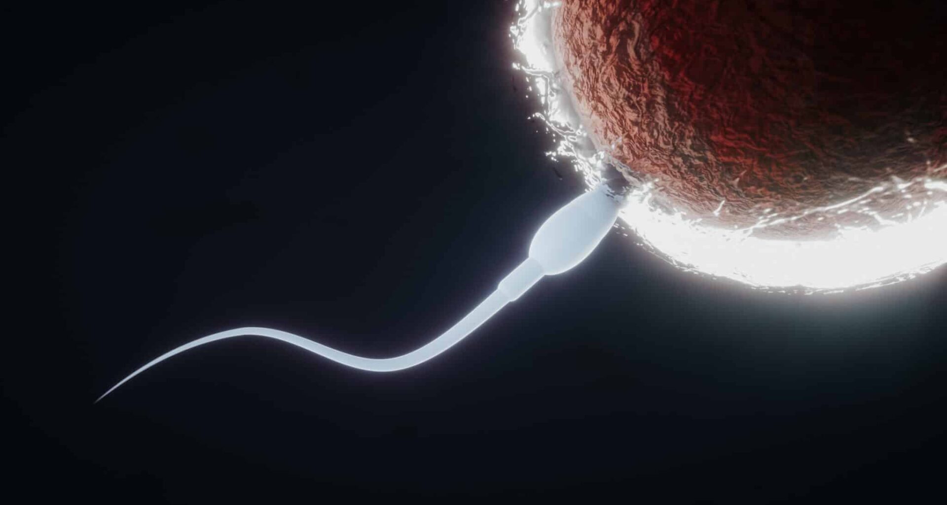 spermatozoïdes infertilité