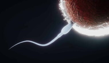spermatozoïdes infertilité