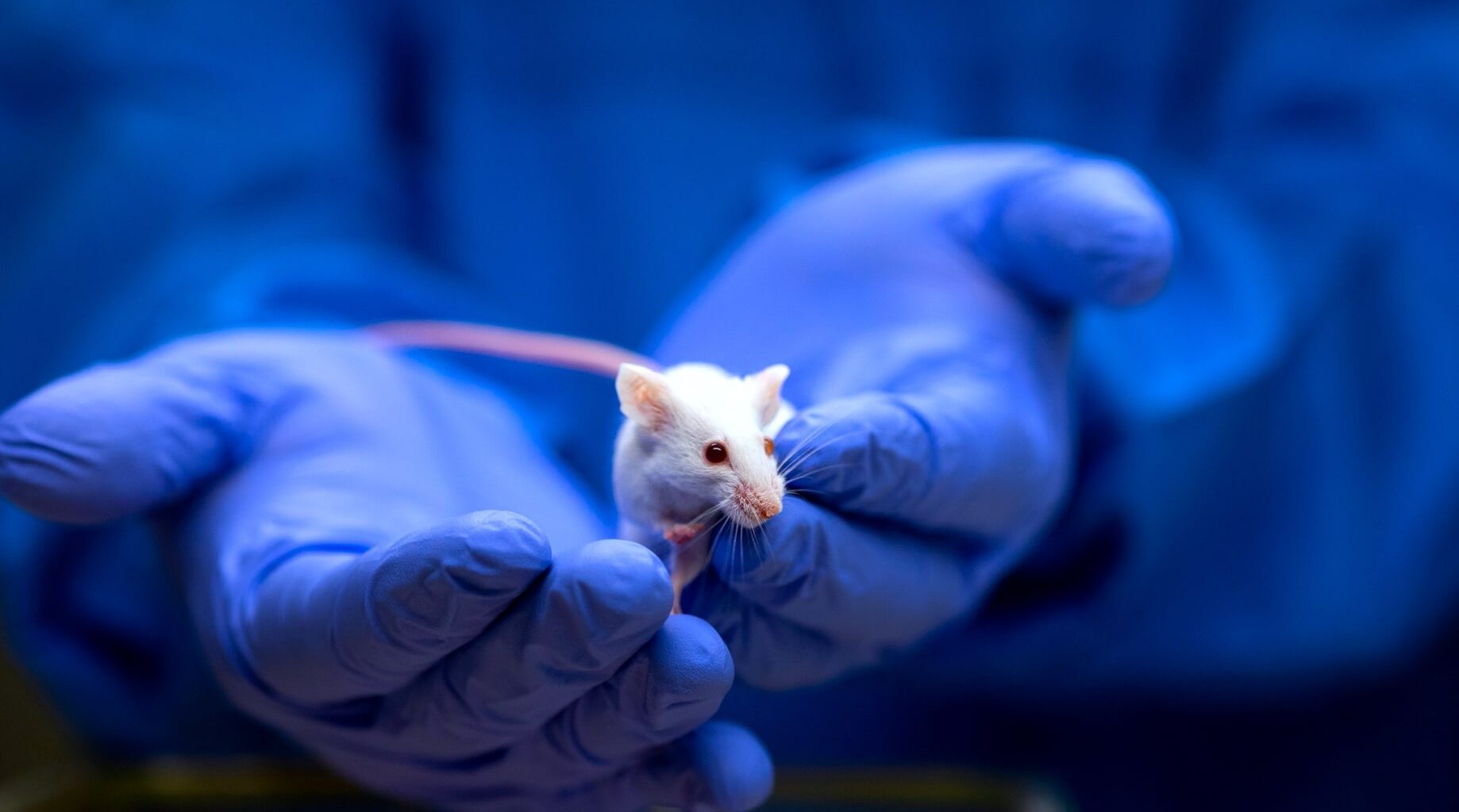 souris