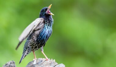 oiseaux