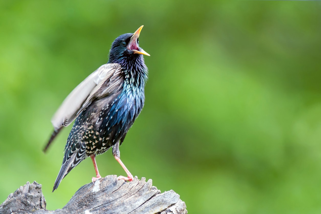 oiseaux