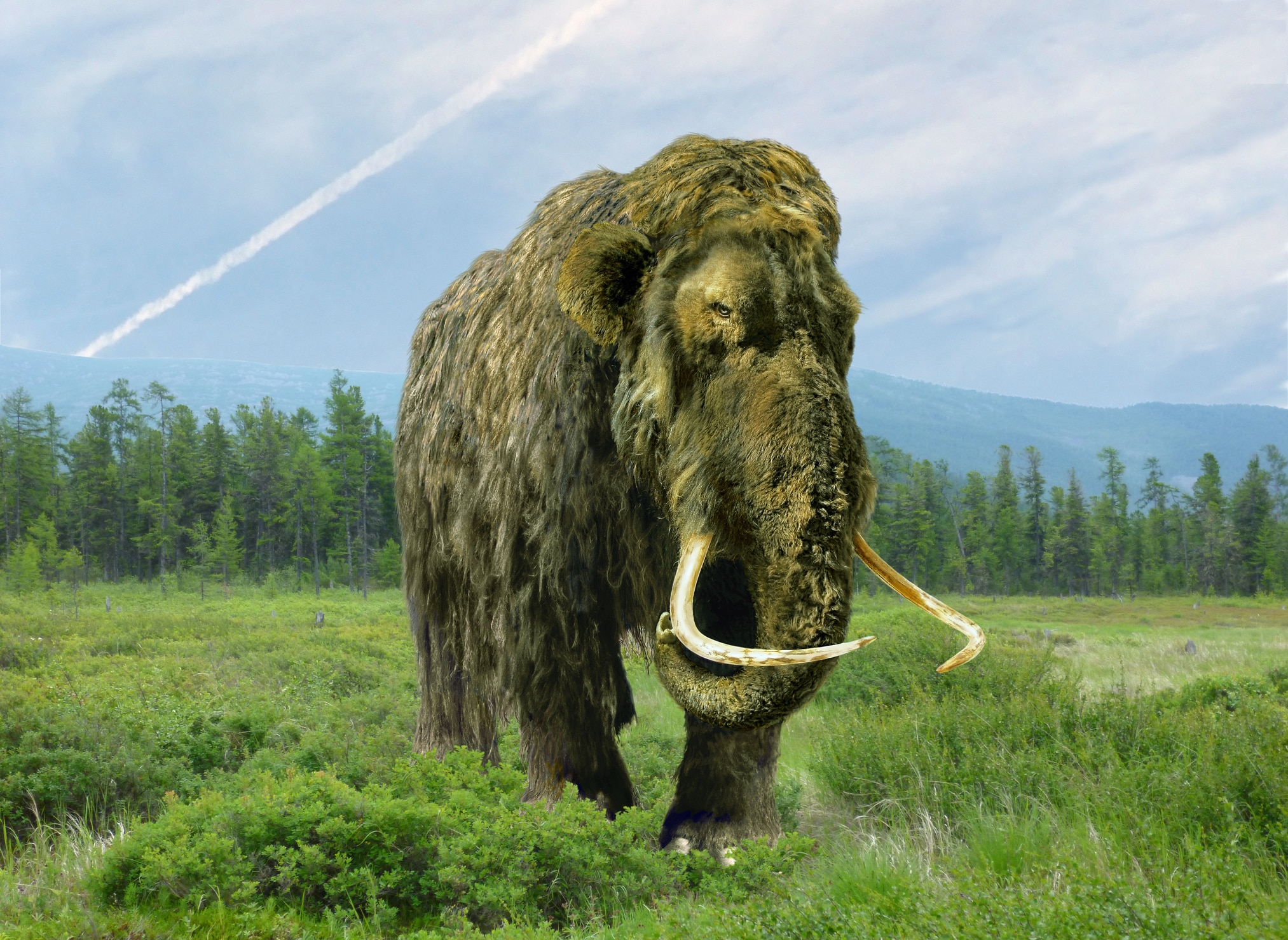mammouths