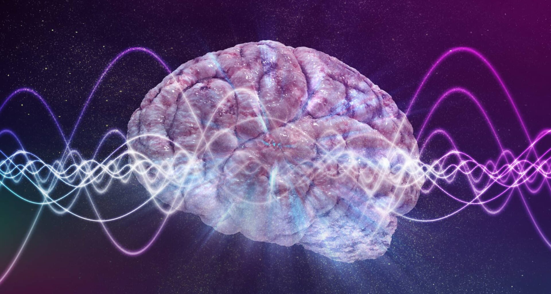 cerveau