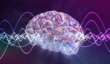 cerveau