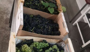 du raisin rennais pour de la confiture