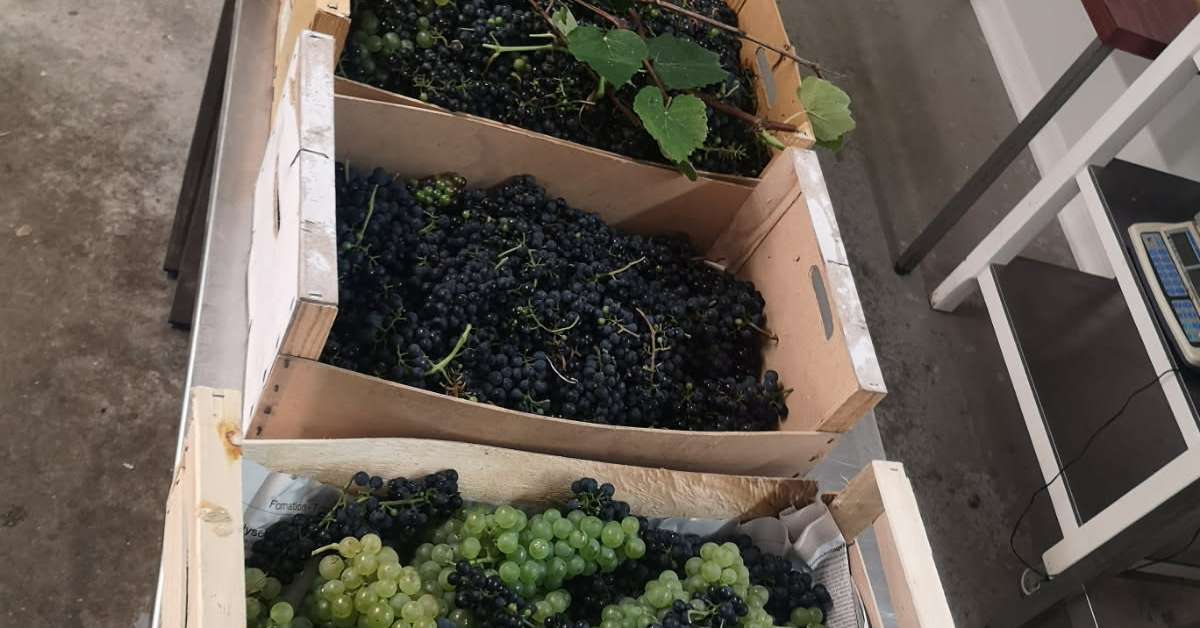 du raisin rennais pour de la confiture