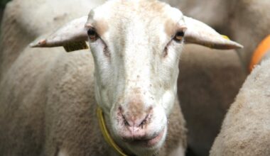Marseille. Un mouton égorgé et dépecé en plein air dans un parc public : "Un acte de barbarie"