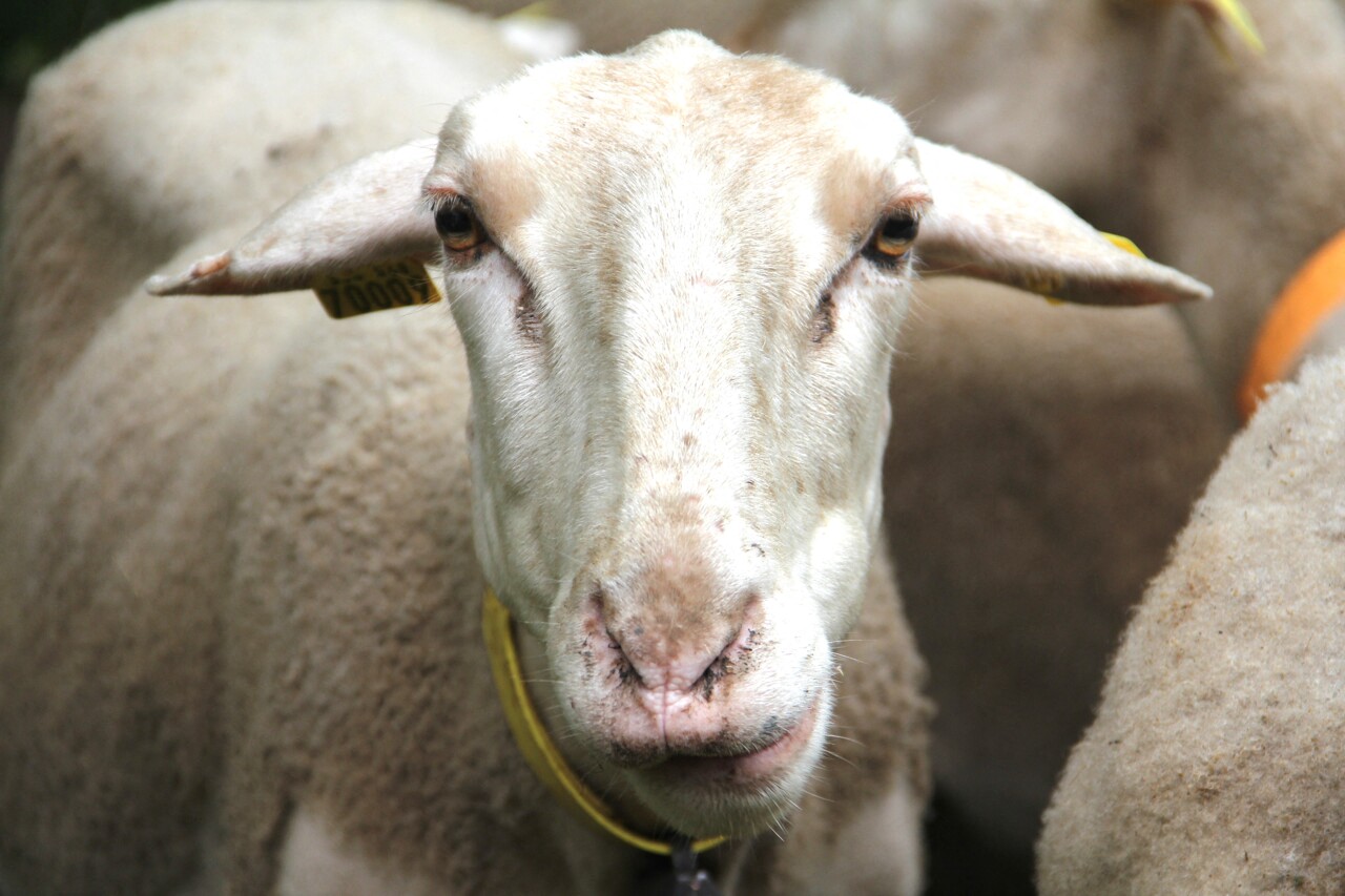 Marseille. Un mouton égorgé et dépecé en plein air dans un parc public : "Un acte de barbarie"
