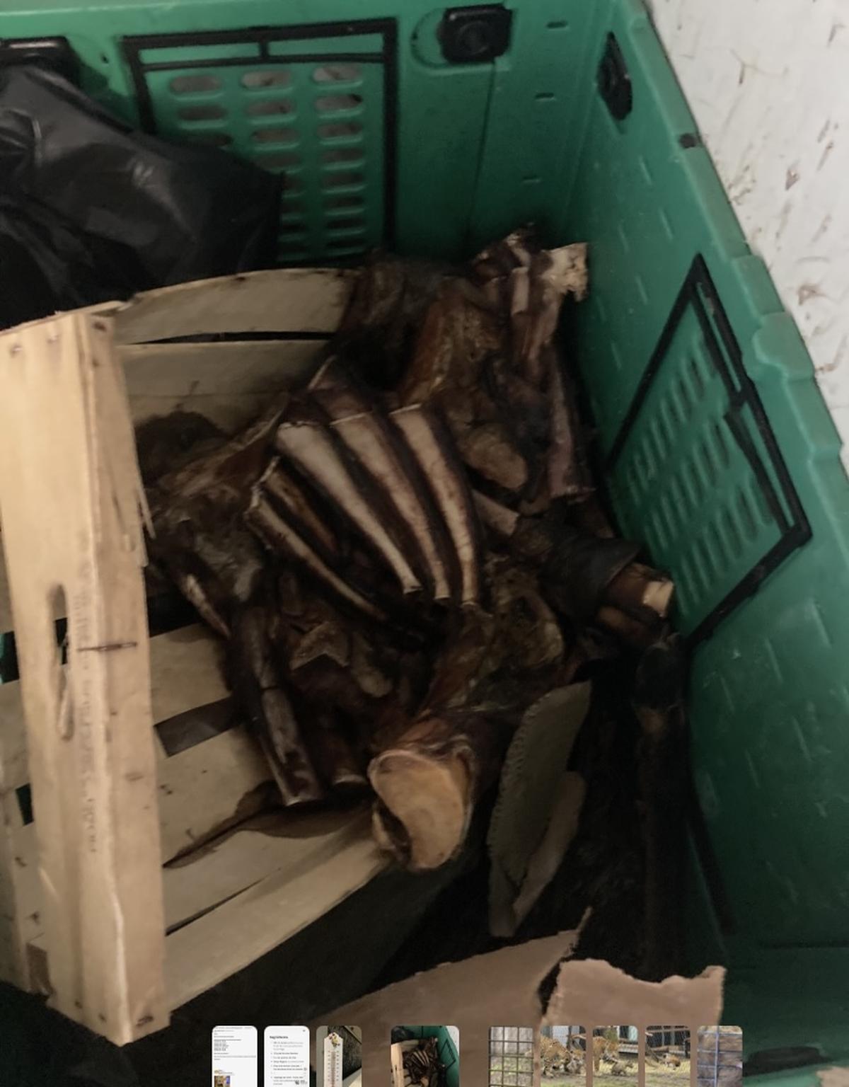 Des restes d’une antilope stockés dans le congélateur à 15 degrés.